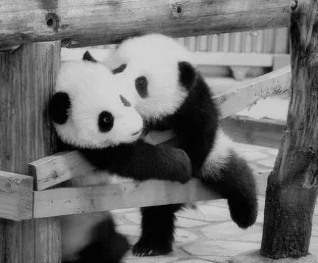 amor de pandas | cosas en las que pienso | Pinterest | Amor and Pandas
