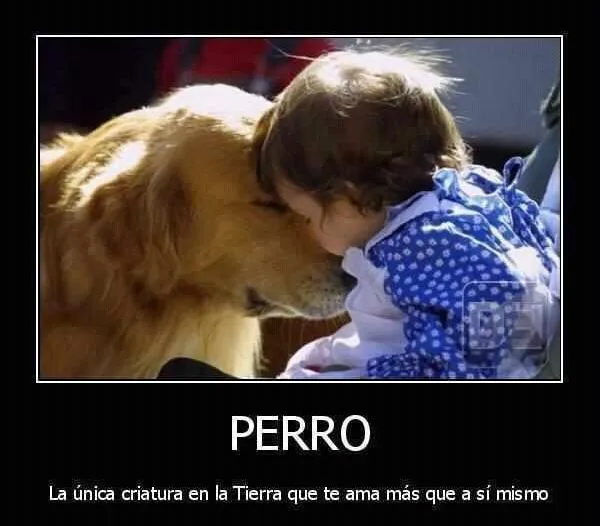 Imagenes de perros con mensaje - Imagui