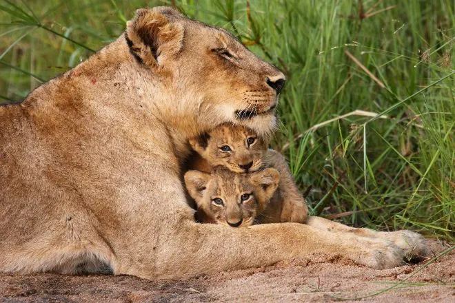 Amor puro y ternura de animales salvajes protegiendo a sus ...