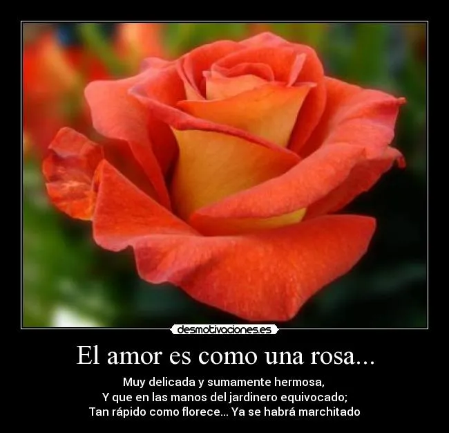 El amor es como una rosa... | Desmotivaciones