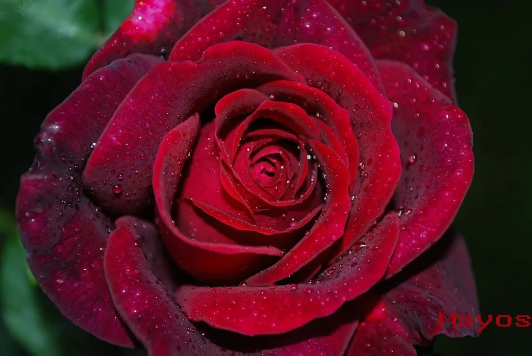 El amor por mis rosas...: Nuit