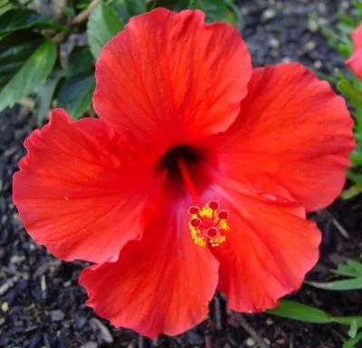 DE AMOR Y DE SOMBRA: FLOR HIBISCUS (Proximo tatuaje) DE AMOR Y DE SOMBRA: FLOR HIBISCUS (Proximo tatuaje)