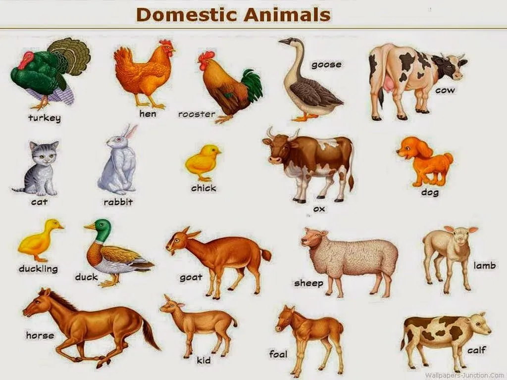 Del amor y otras utopías: los animales domesticos en ingles