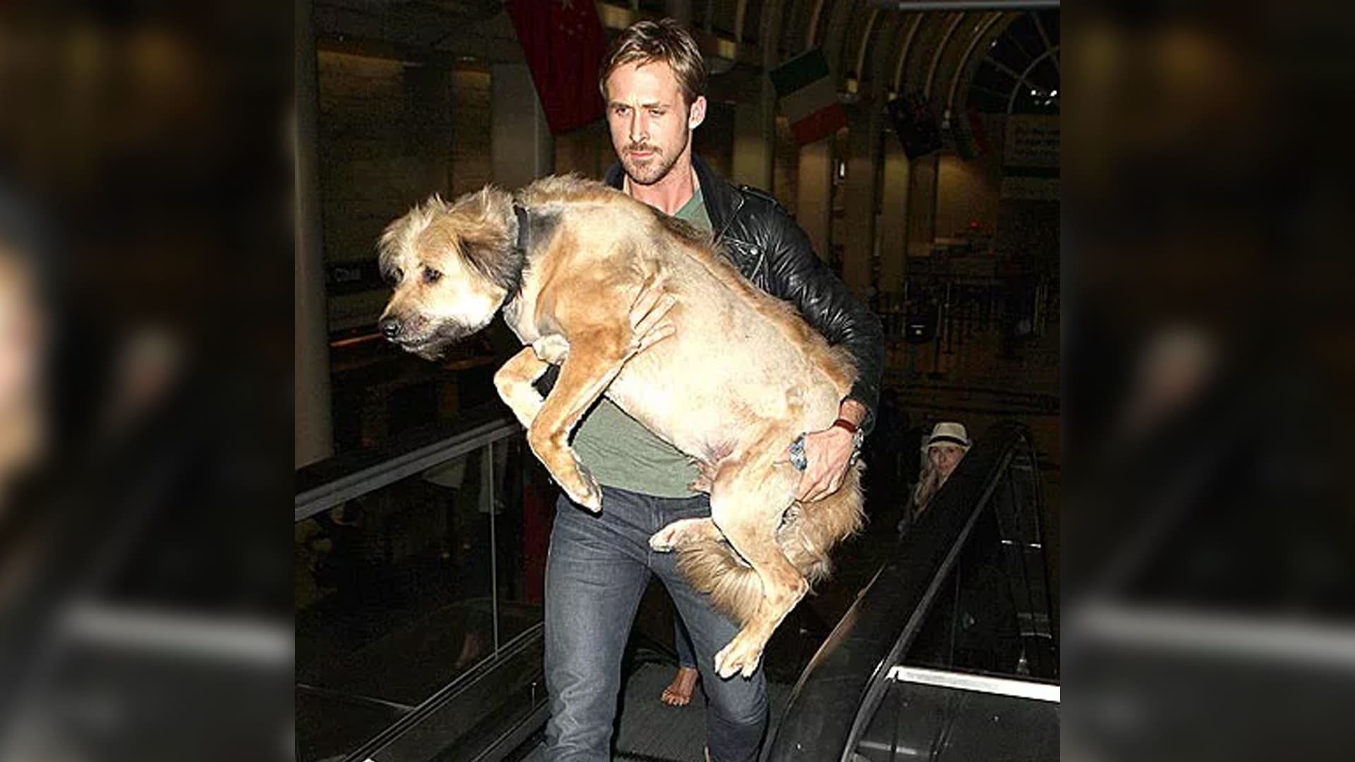 El amor de su vida: Así era George, el perro de Ryan Gosling - Paloma &  Nacho