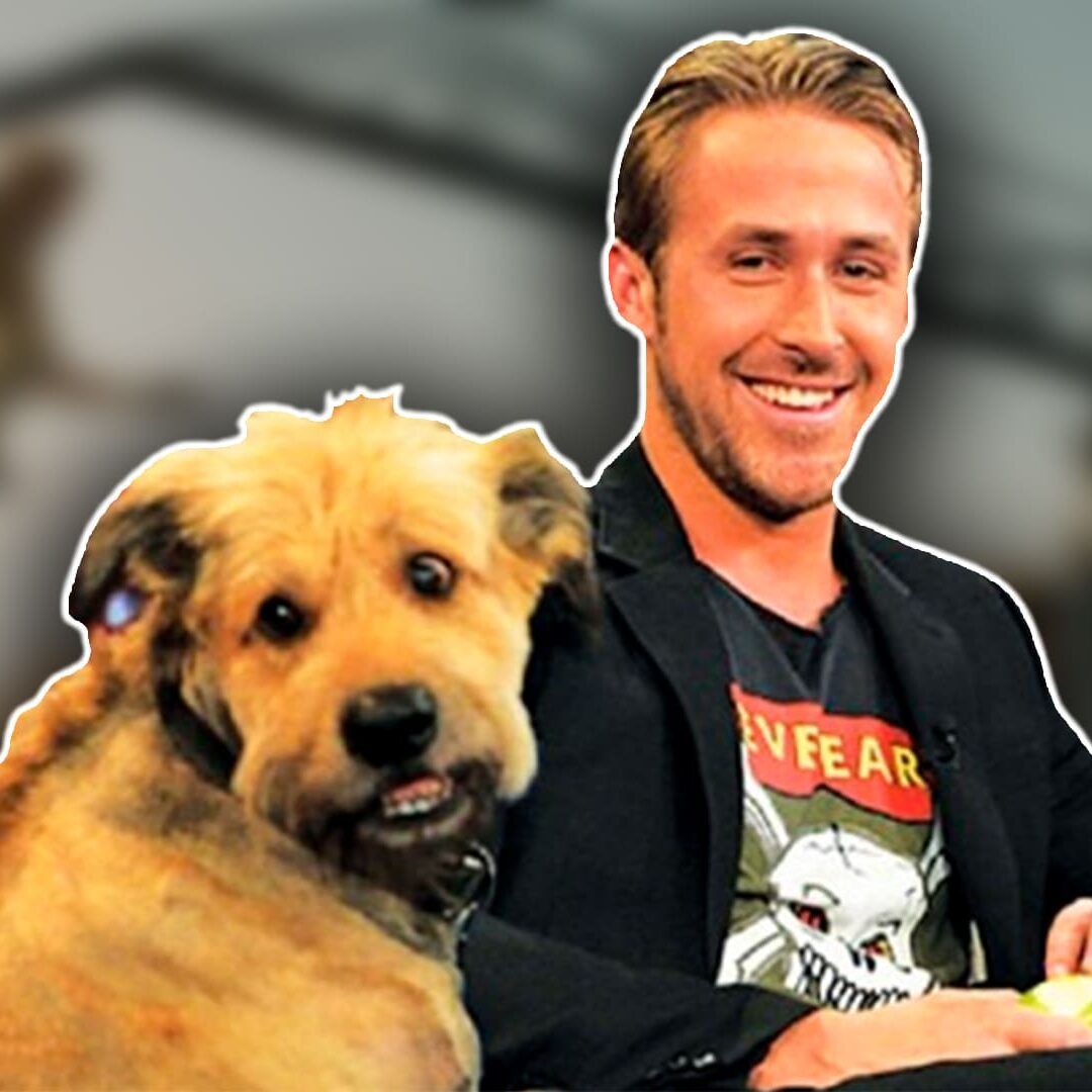 El amor de su vida: Así era George, el perro de Ryan Gosling - Paloma &  Nacho