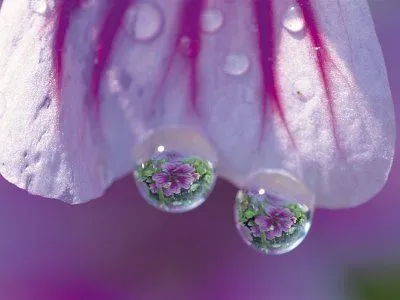 Amores Prohibidos en el cielo: Dos gotitas de agua... Amores Prohibidos en el cielo: Dos gotitas de agua...