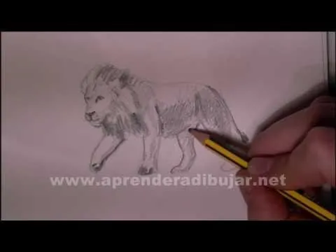 AMY AMY - Dibujos de leones - Cómo dibujar un león a lápiz