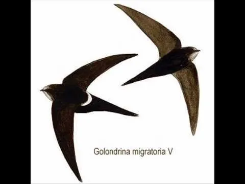 AMY AMY - ORIGAMI: GOLONDRINA
