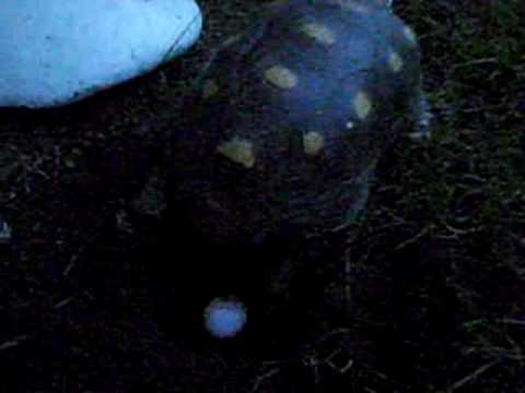 Como se colorea un morrocoy - Imagui