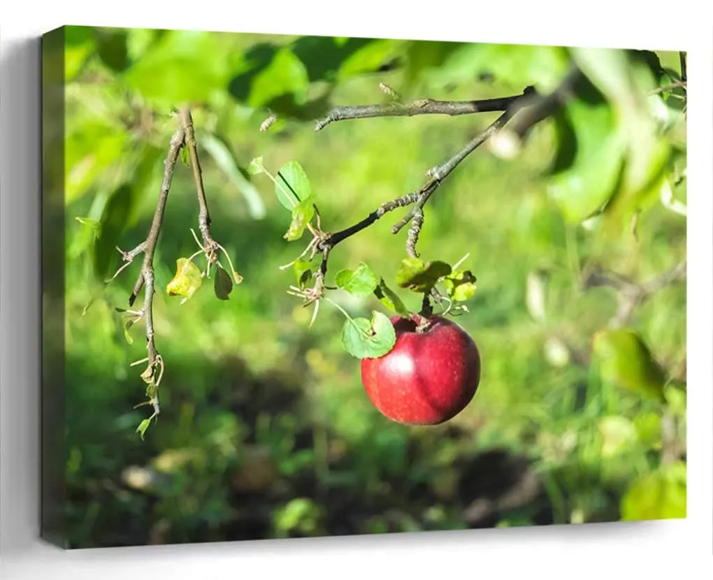 Amymami Art Print – Árbol de Frutas de otoño de Manzana, Triste jardín de Cultivo de Frutas, Canvas 20x14 : Amazon.com.mx: Hogar y Cocina Amymami Art Print – Árbol de Frutas de otoño de Manzana, Triste jardín de Cultivo de Frutas, Canvas 20x14 : Amazon.com.mx: Hogar y Cocina