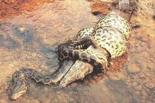 Anaconda – Wikifaunia, tu enciclopedia de animales Anaconda – Wikifaunia, tu enciclopedia de animales
