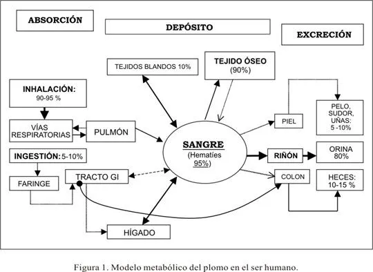 Anales de la Facultad de Medicina - El cuadro clínico de la ... Anales de la Facultad de Medicina - El cuadro clínico de la ...