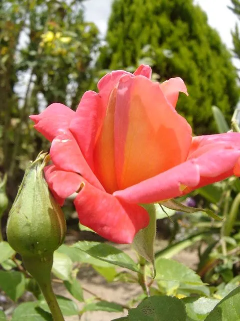 Anaranjada con bordes rosas | Flickr - Photo Sharing! Anaranjada con bordes rosas | Flickr - Photo Sharing!