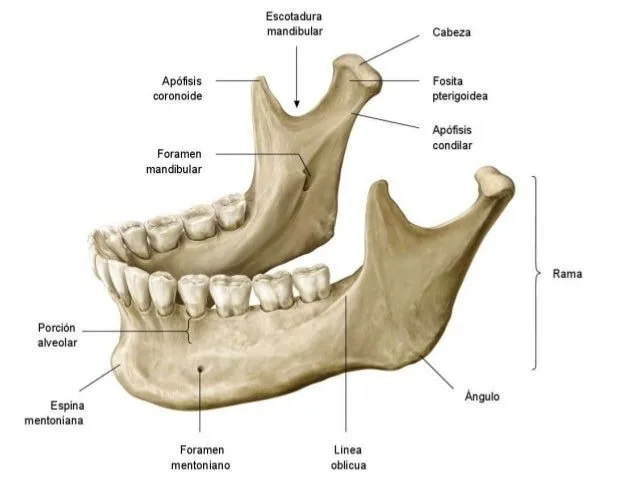 anatoma-clnica-de-los-huesos- ...