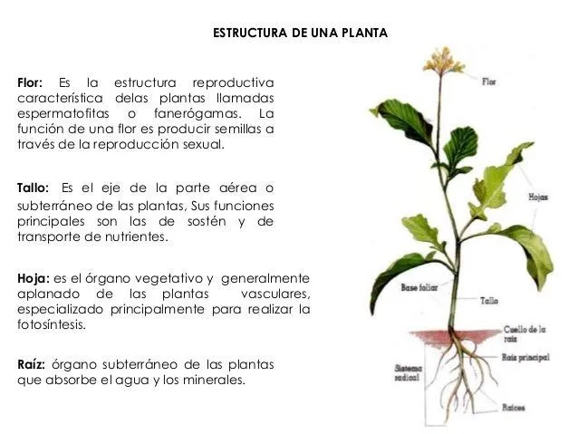 anatoma-de-las-plantas-biologa ...
