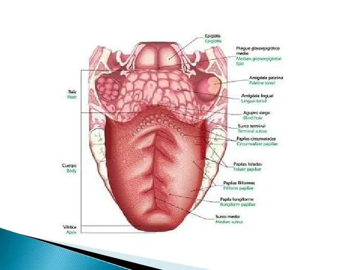 anatoma-lengua-6-728.jpg?cb= ...