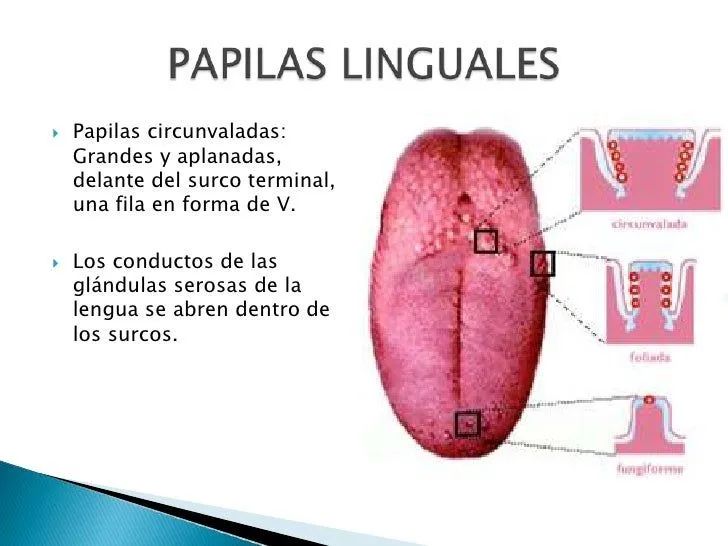 anatoma-lengua-7-728.jpg?cb= ...
