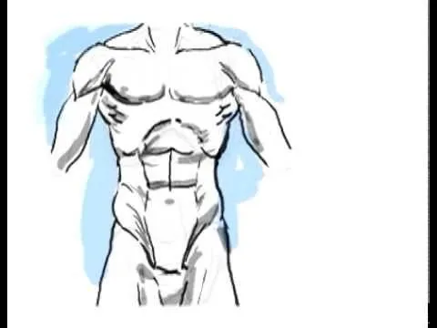 ANATOMÍA 'TRONCO CARA ANTERIOR' - YouTube