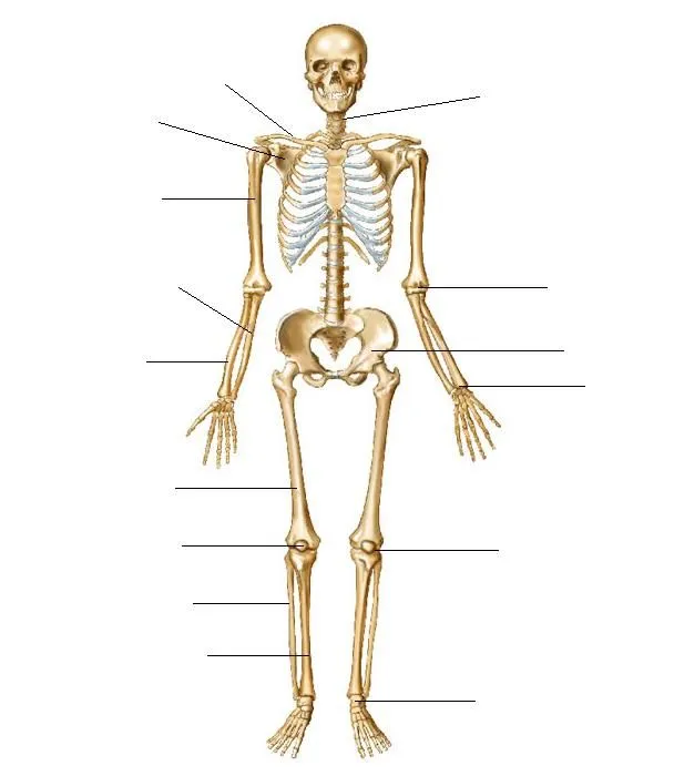 Anatomía (4º) | efabalarflm