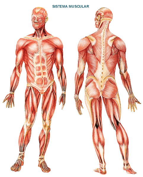 ANATOMIA