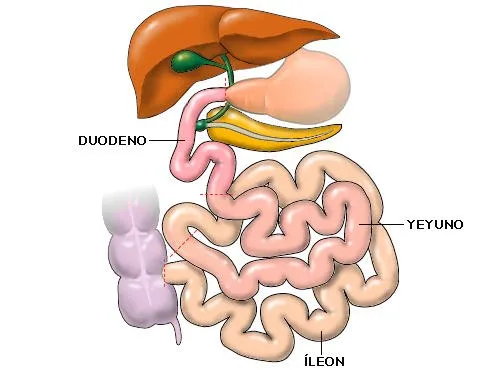 Anatomía aplicada: UNIDAD 5: EL SISTEMA DIGESTIVO