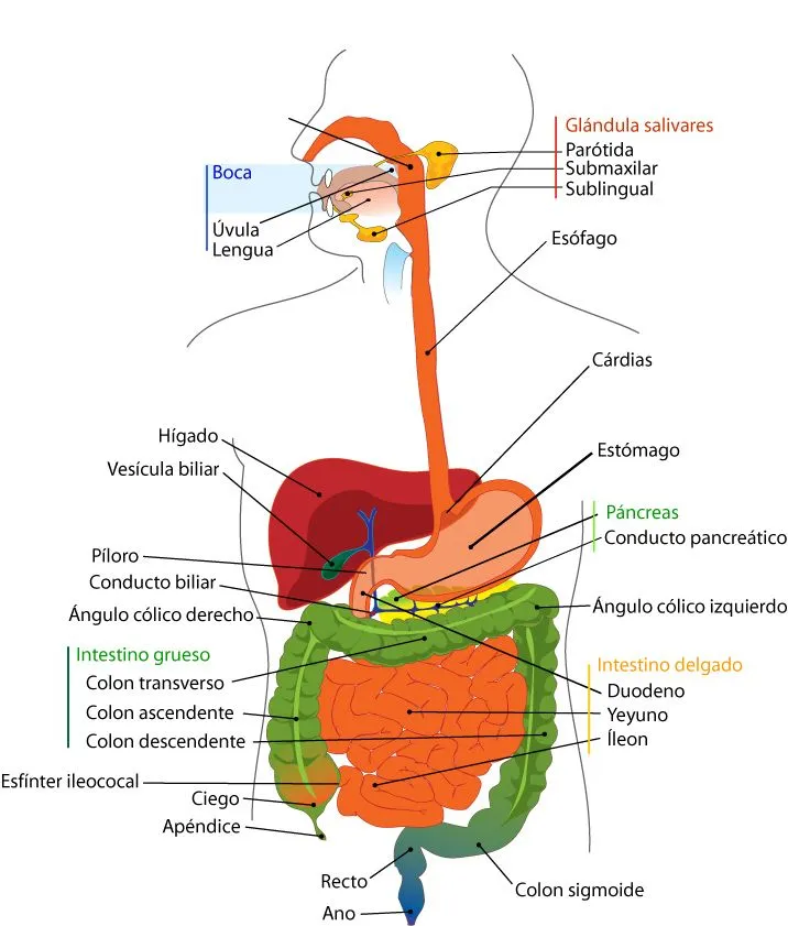 Anatomía básica del aparato digestivo | el moderno prometeo