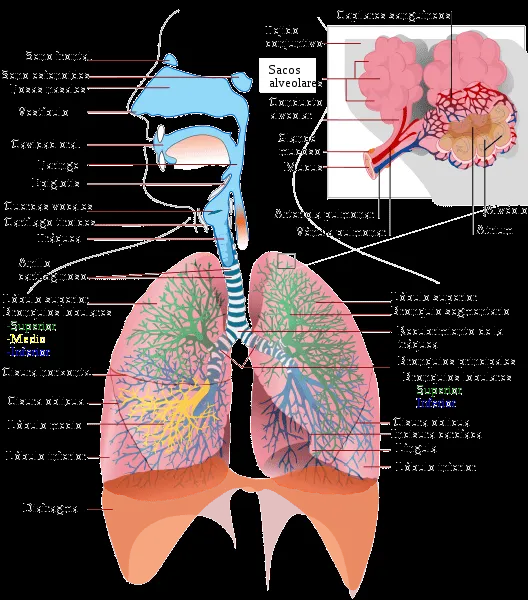 Anatomía básica del aparato respiratorio | URGENCIAS Y EMERGENCIAS ... Anatomía básica del aparato respiratorio | URGENCIAS Y EMERGENCIAS ...