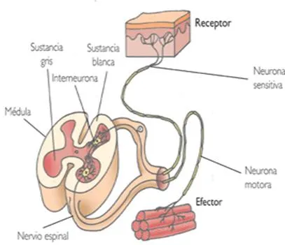 Anatomía básica de los diferentes aparatos del cuerpo humano ... Anatomía básica de los diferentes aparatos del cuerpo humano ...