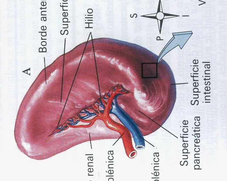 ANATOMIA DEL BAZO