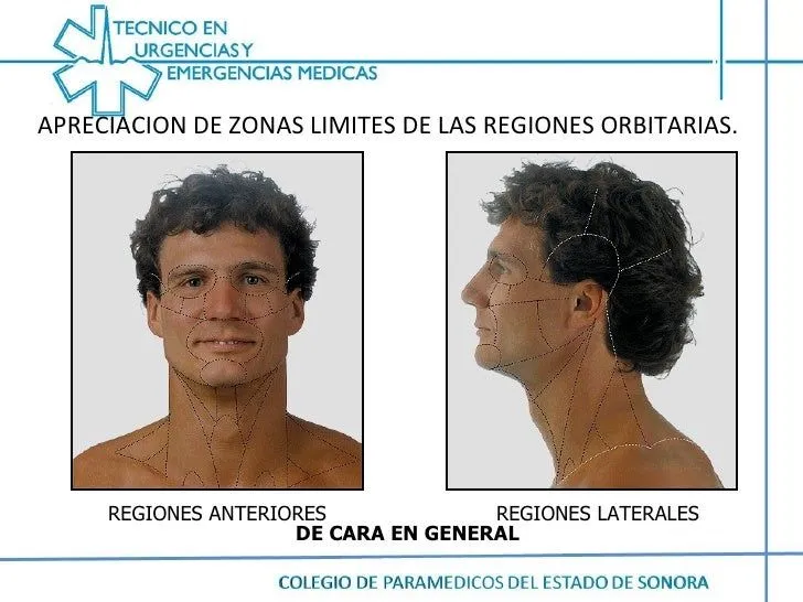 anatomia-cabeza-21-728.jpg?cb= ...