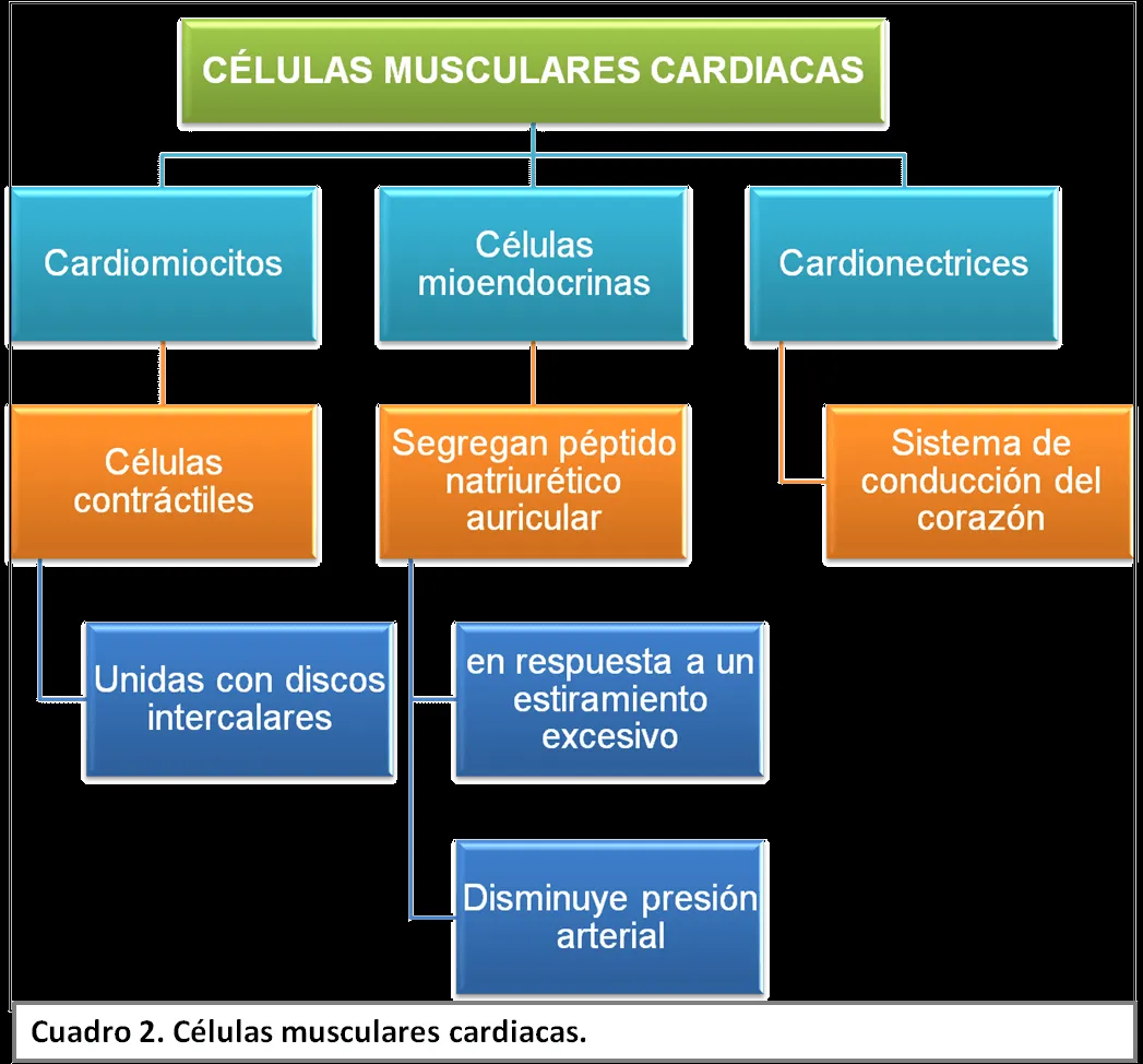 ANATOMÍA CARDIOVASCULAR « VERÓNICA DURÁN