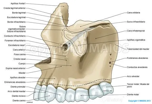 Anatomía del cráneo: ilustraciones anatómicas Anatomía del cráneo: ilustraciones anatómicas