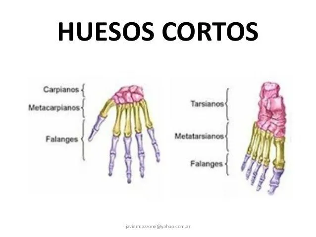 ANATOMIA DEL CUERPO HUMANO