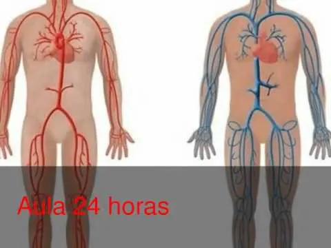 Anatomía del cuerpo humano - YouTube