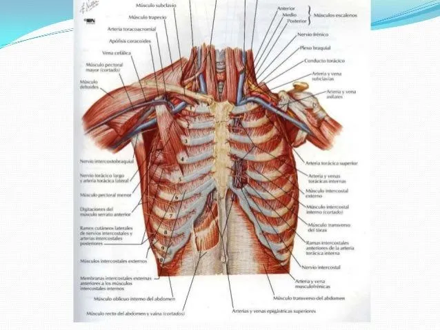 anatomia-del-torax-13-638.jpg? ...