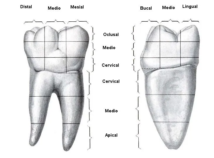 ANATOMÍA DENTAL