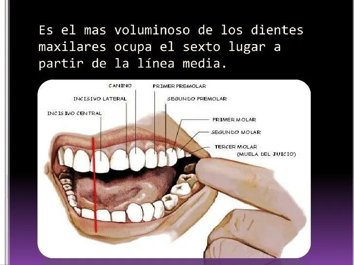 Anatomía de dientes posteriores