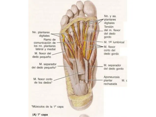 anatomia-el-pie-12-638.jpg?cb= ...