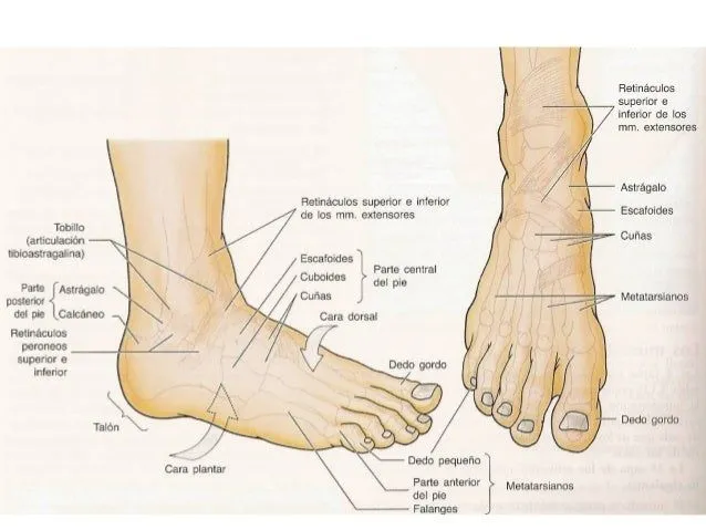 anatomia-el-pie-3-638.jpg?cb= ...