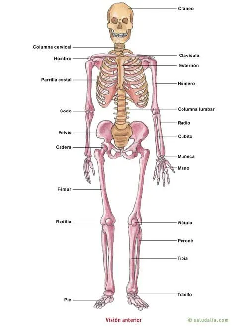 Anatomía de la espalda humana. Lesiones y patologías