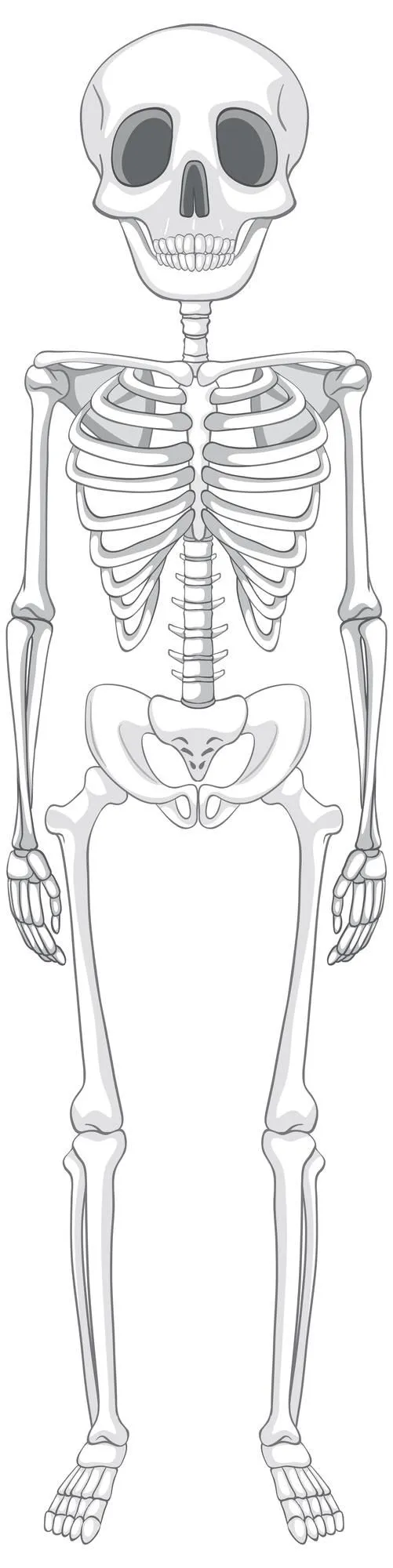 Anatomía del esqueleto humano aislado | Vector Gratis Anatomía del esqueleto humano aislado | Vector Gratis