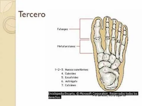 Anatomía del Esqueleto Humano. Trabajo final FLORENCIA CARO ...