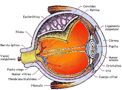 Anatomia facial y sentidos: La Cara y sus sentidos Anatomia facial y sentidos: La Cara y sus sentidos