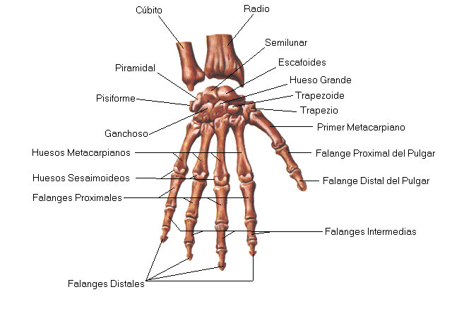 Anatomia: febrero 2012