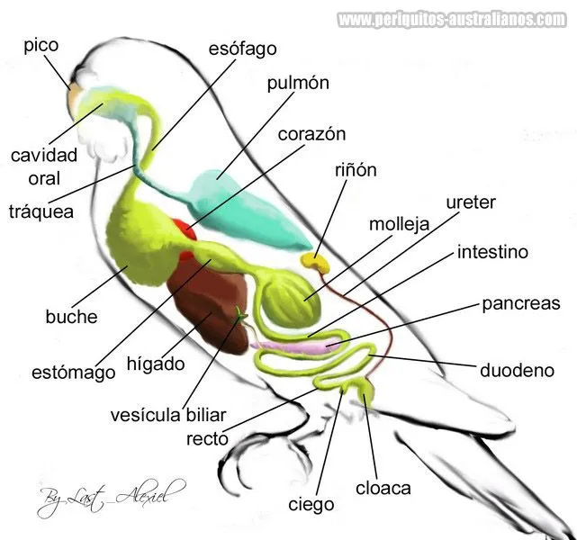 El aparato digestivo de nuestras aves