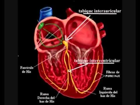 ANATOMÍA Y FISIOLOGÍA DEL CORAZÓN HUMANO - YouTube