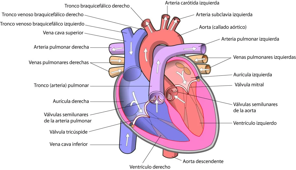 Anatomía y fisiología del corazón | el moderno prometeo Anatomía y fisiología del corazón | el moderno prometeo