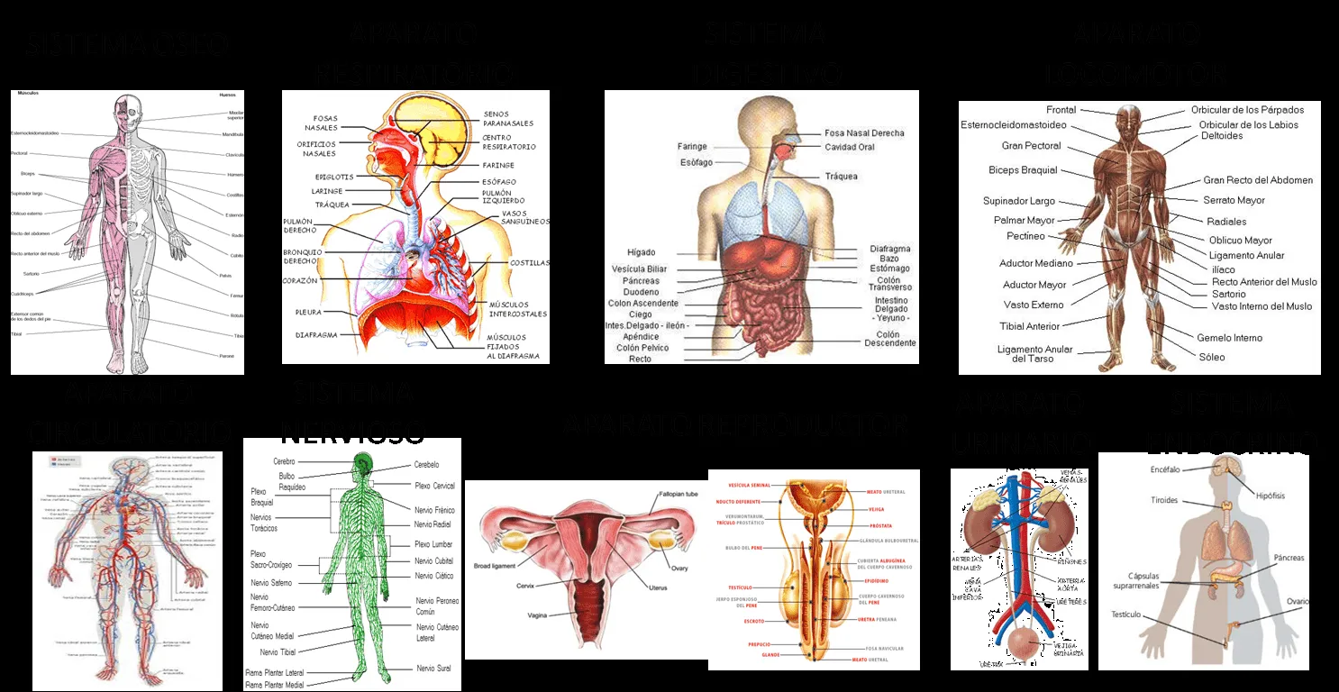 ANATOMÍA Y FISIOLOGÍA HUMANA 1: Fisiología