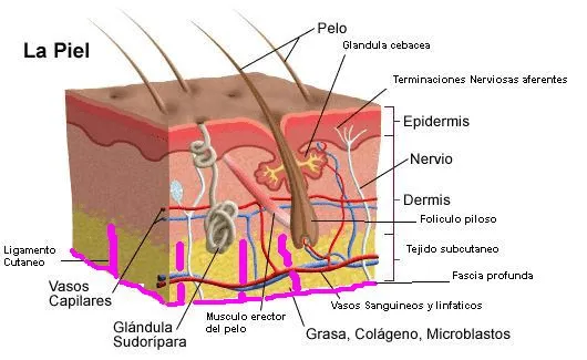 Anatomía y Fisiología de los Mamíferos - Monografias.com Anatomía y Fisiología de los Mamíferos - Monografias.com