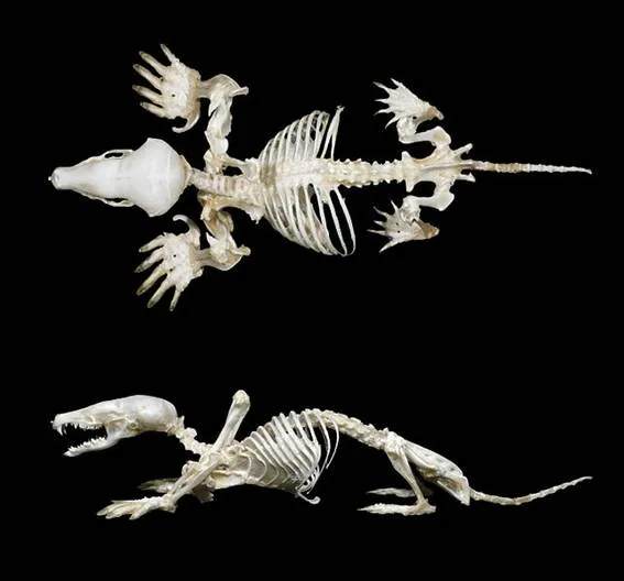 Anatomía y Fisiología de los Mamíferos - Monografias.com